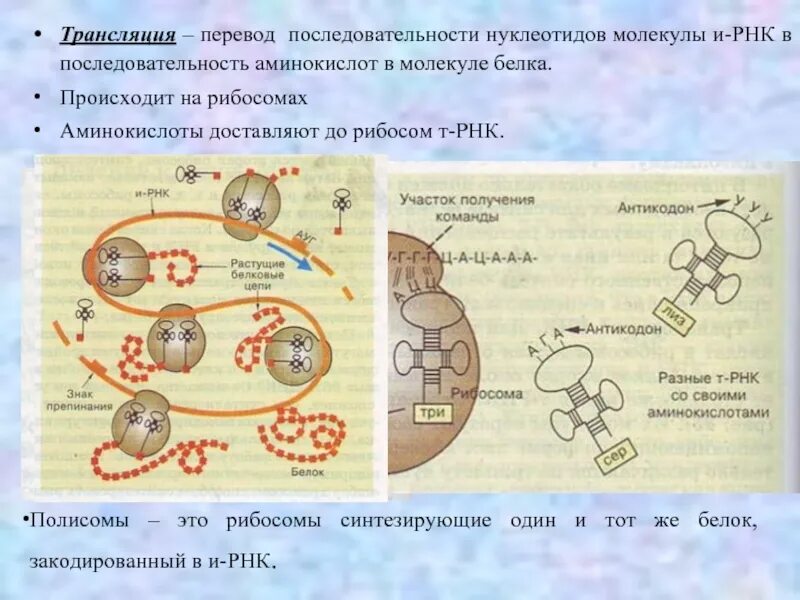 Синтез белковых молекул происходит. Этапы синтеза белка рибосомой. Трансляция это Синтез белка на рибосомах. Трансляция РНК схема.