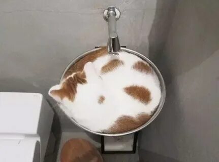 Жидкие кошки