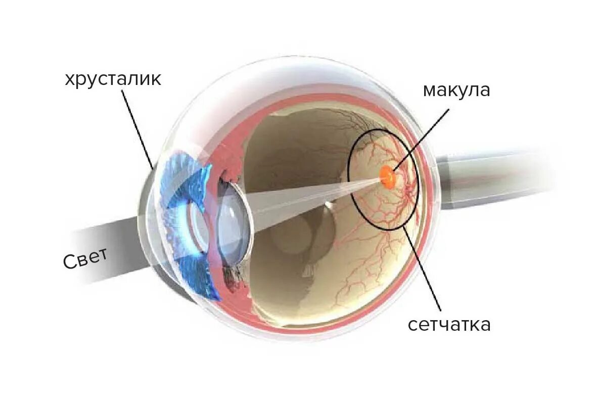 На сетчатке глаза формируется. Анатомия глаза макула. Макула сетчатки анатомия. Строение глаза макула. Строение сетчатки макула.