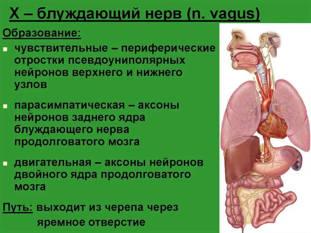 Блуждающий нерв расположен. Вагус блуждающий нерв. Нервус вагус блуждающий нерв. Блуждающий нерв (x). Блуждающий нерв анатомия.