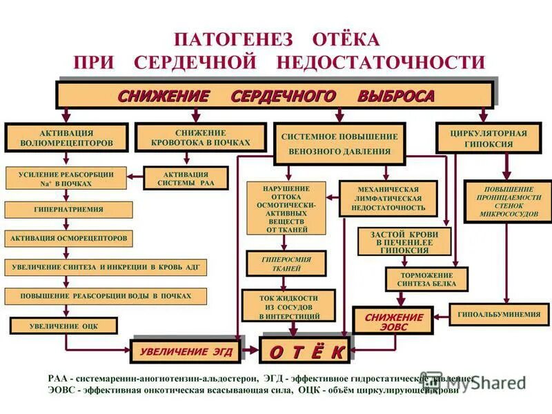 Сердечно печеночная недостаточность. Механизм развития сердечных отеков. Хроническая сердечная недостаточность механизм развития. Отёк при сердечной недостаточности патогенез. Патогенез хронической сердечной недостаточности.