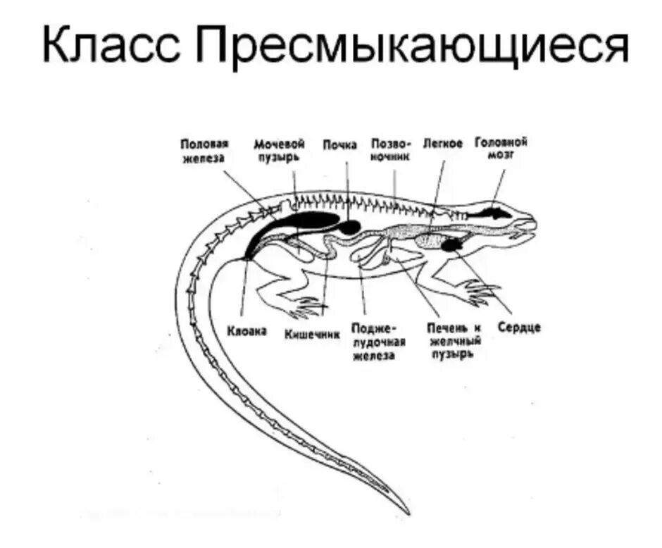 Какой орган у ящерицы. Внутреннее строение пресмыкающихся 7 класс биология. Внутреннее строение пресмыкающихся ящерица. Схема внешнее и внутреннее строение пресмыкающегося. Хвостатые земноводные строение.