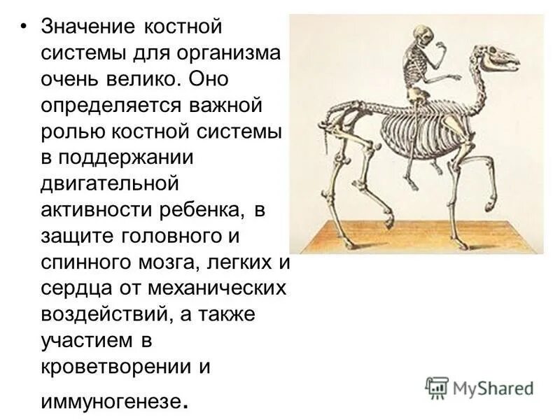 Полное развитие костно мышечной системы заканчивается. Полное развитие костно мышечной системы заканчивается. Возрастные особенности развития костной системы. Полное развитие костно мышечной системы заканчивается. Полное развитие костно мышечной системы заканчивается.
