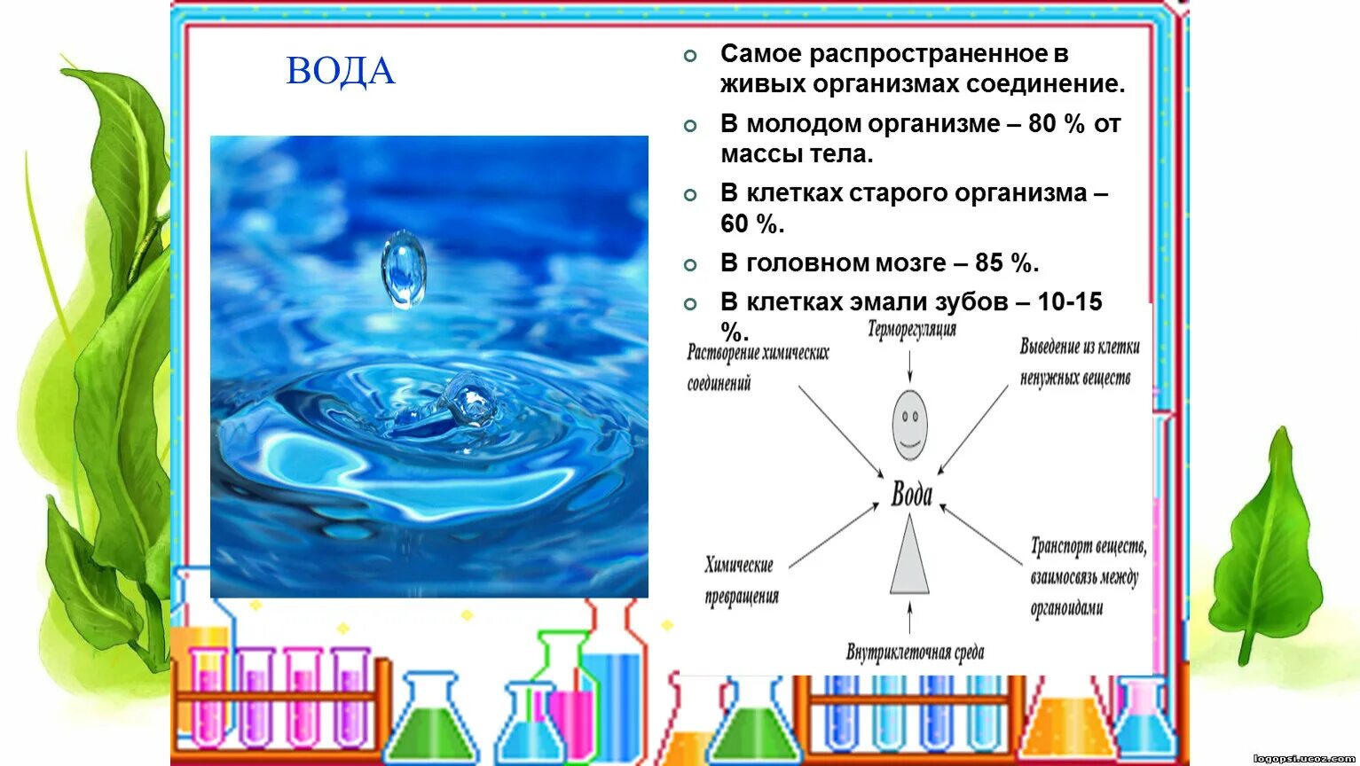 Вода в живых организмах. Состав воды биология. Химический состав клетки. Содержание элементов в воде