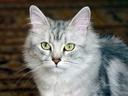 Серебряная кошка