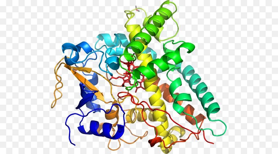 Цитохром p450. Cytochrome p450-2d6 (cyp2d6). Полиморфизм цитохрома. Стабилизаторы цитохрома cyp2d6.