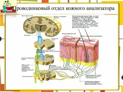Контрастная чувствительность это функция анализатора