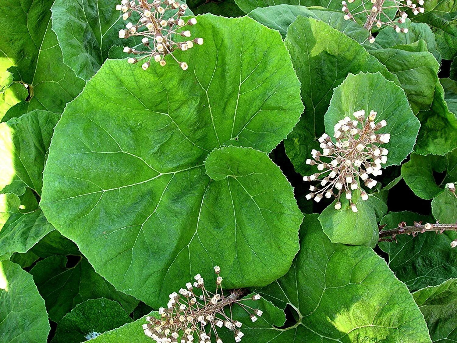 Белокопытник (Petasites). Белокопытник гибридный. Белокопытник гибридный подбел. Белокопытник гибридный (Petasites hybridus).