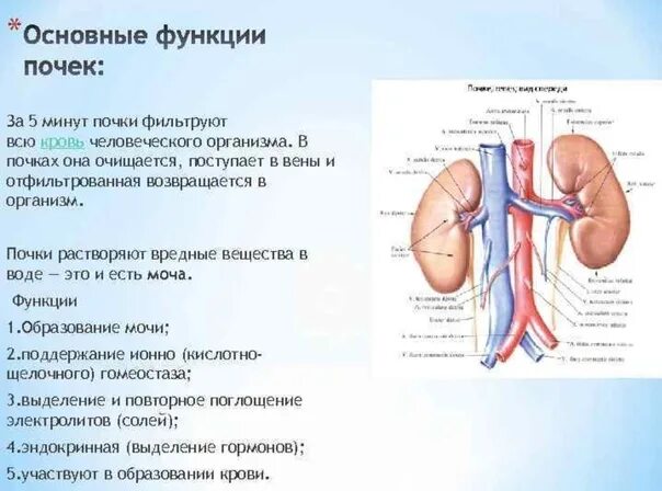 Какие функции выполняет 1 и 2 почка. Функции почек фильтрация. фильтрация крови в почках. какую жидкость фильтруют почки.