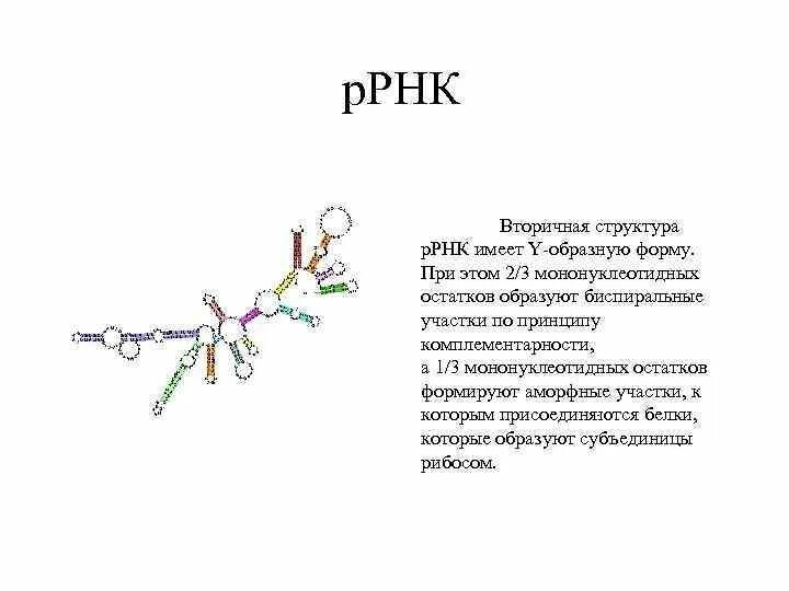 Строение вторичной структуры МРНК. Рибосомальная РНК строение. Вторичная структура р РНК. Вторичная структура РРНК.