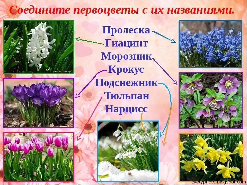 Какие цветы в мае россия. Лесные луковичные первоцветы. Весенние садовые первоцветы. Цветы весенние луковичные названия многолетние. Крокус ветреница, Подснежник,Медуница.