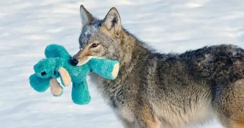 Keep wild animals as pets