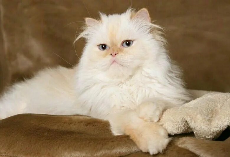 Персидская длинношерстная кошка. Рыжий персидский кот. Персидская длинношерстная шиншилла. Классический персидский кот. Персидская классическая.