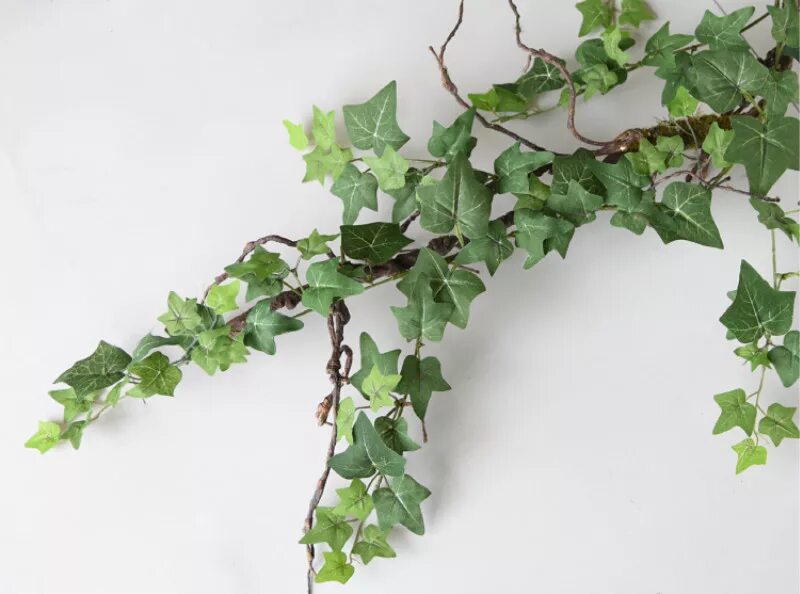 плющ sagittaefolia. ядовитый плющ арт 18. флюстоп флю. сироп от кашля флюстоп. флюстоп плющ.