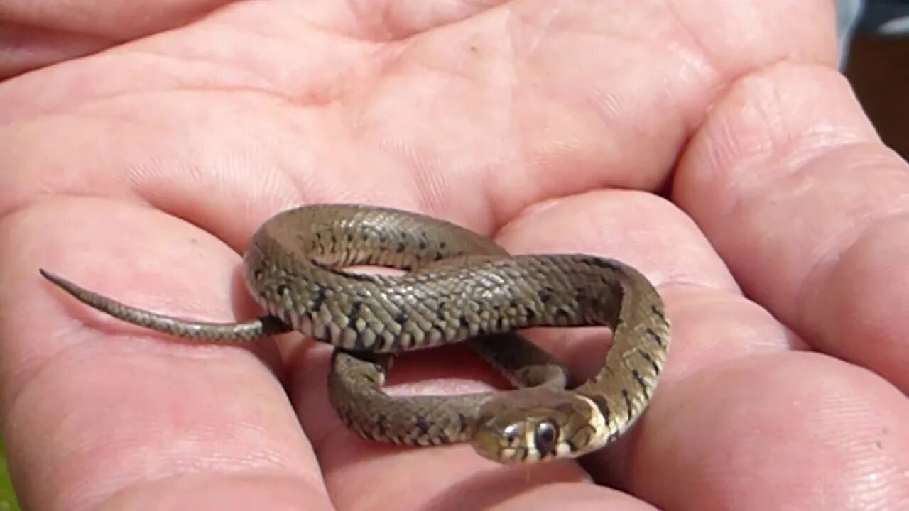 Pin on pinzy Baby snakes, Snake, Animals friends