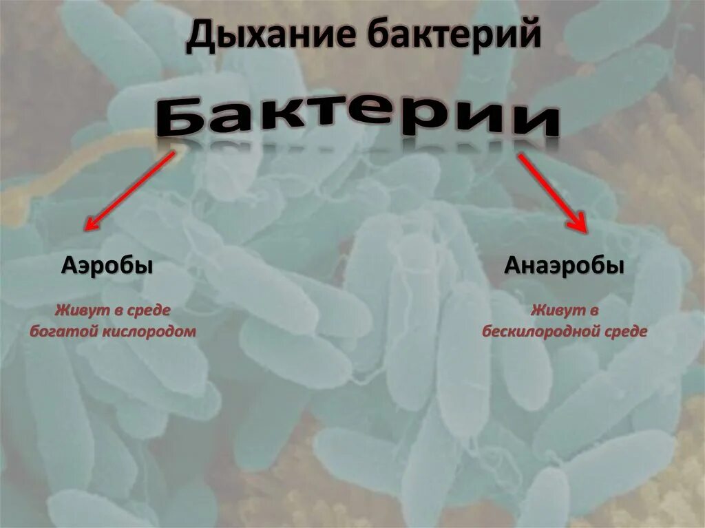 Аэробные бактерии. Аэробные микроорганизмы. Аэробные и анаэробные бактерии. Аэробные и анаэробные организмы.