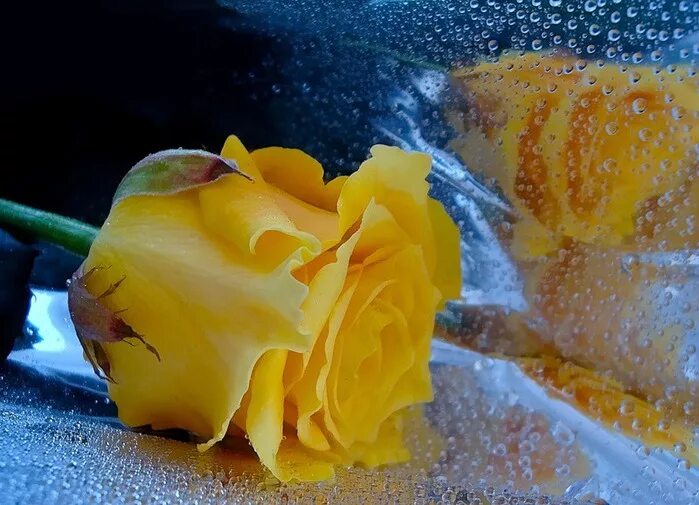 желто розовые розы. ах эти белые желтые. прекрасный букет желтых роз. букет желтых роз со снегом. йеллоу желтый.