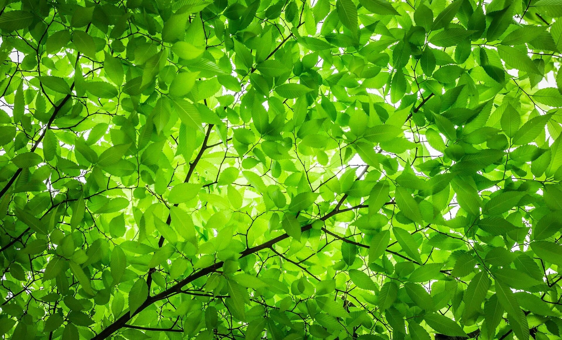 Ее стволы стали зеленовато серыми найдите слово. Листва деревьев. Зеленый лист. Листья деревьев. Дерево зеленое.