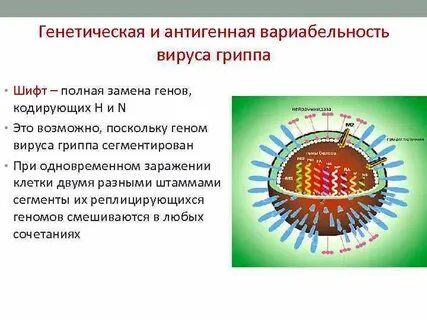 Генов вируса