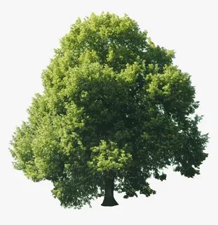 Trees 4 trees
