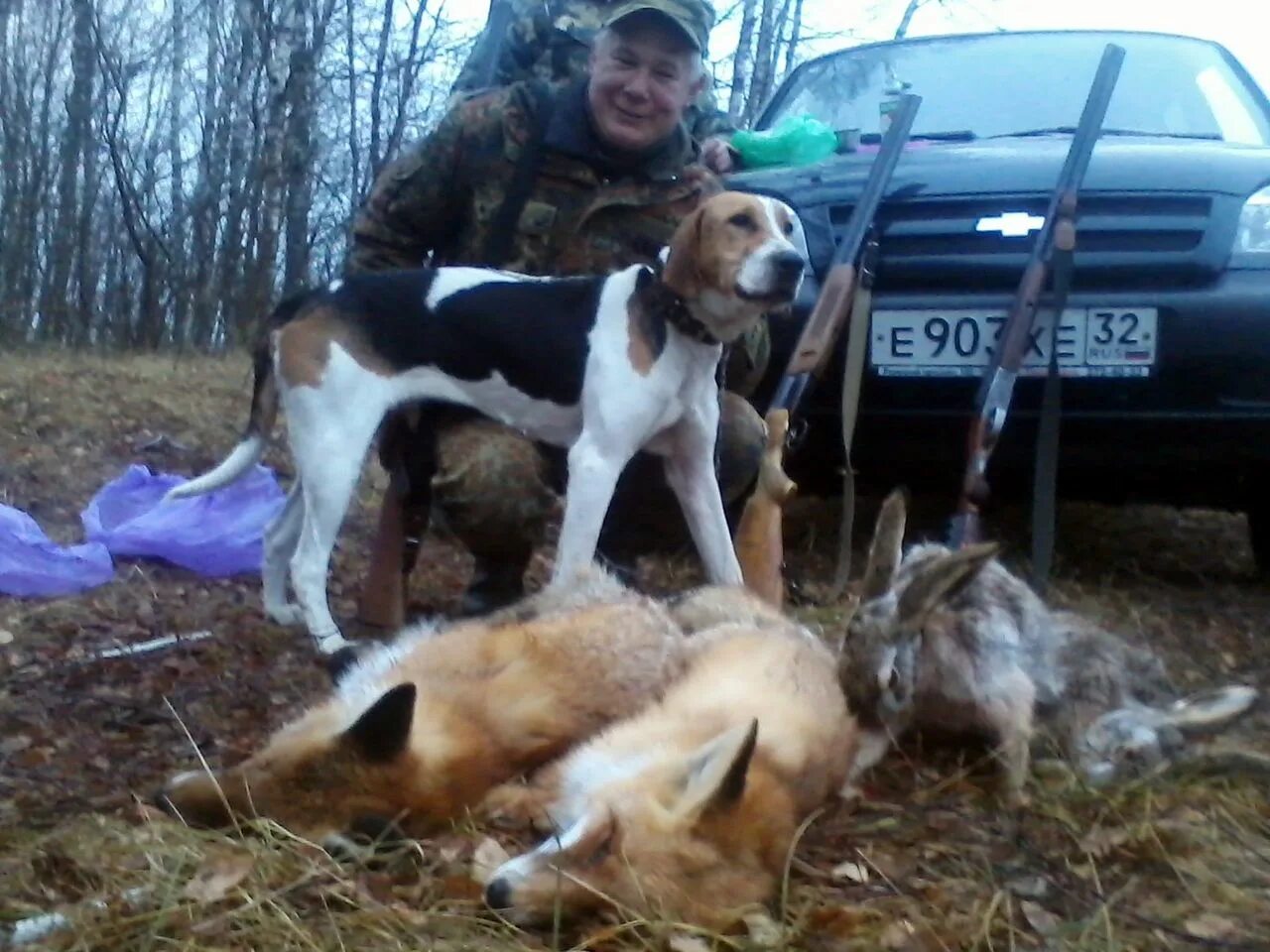 Гончие брянска. Гончие в брянской. Дог брянск. Русская пегая гончая охота на барсука. Русская гончая в астраханской области.