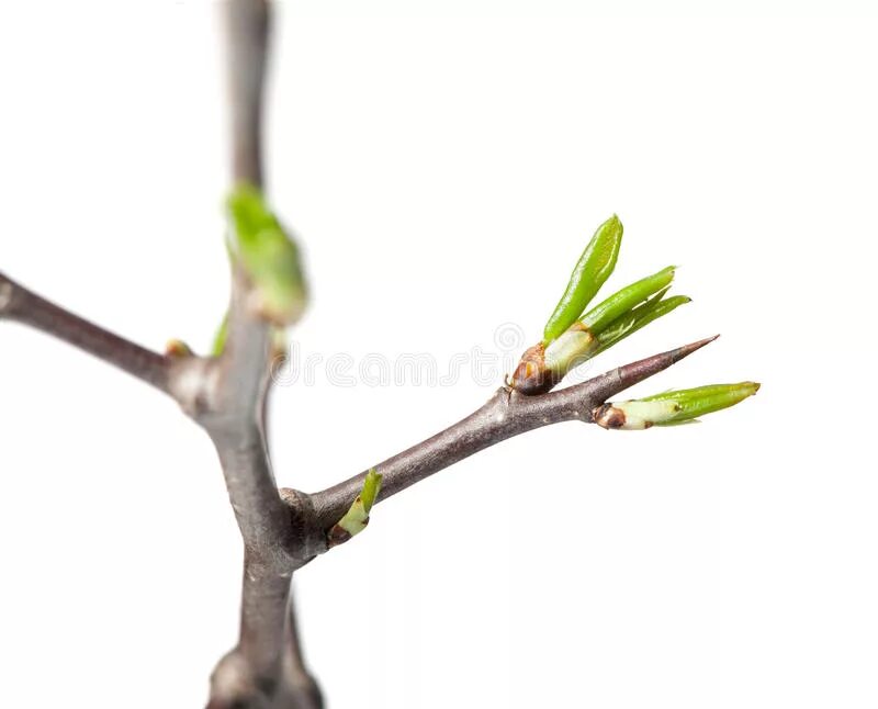 Колючки груши. Мелкоплодная груша. Колючки боярышника. Груша дичка шипы. Плодовое дерево с колючками.