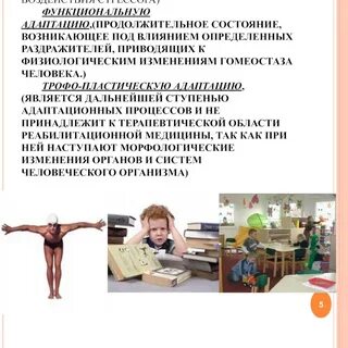 Функциональная адаптация