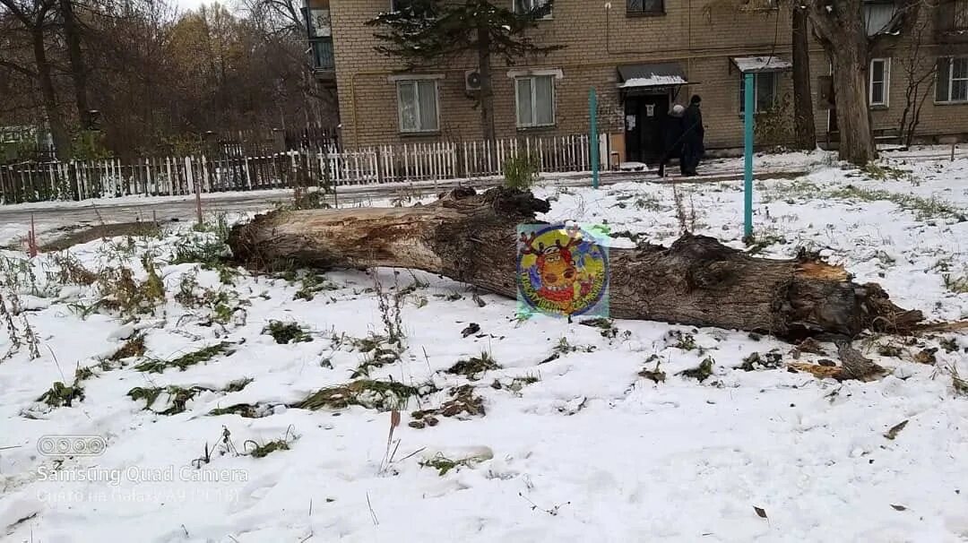 Упавшее дерево на ребенка. Дерево упало на дом. В челябинском дворе упало дерево на девочку 8 лет. Упавшее дерево в хабаровске. Упавшее дерево на ребенка.