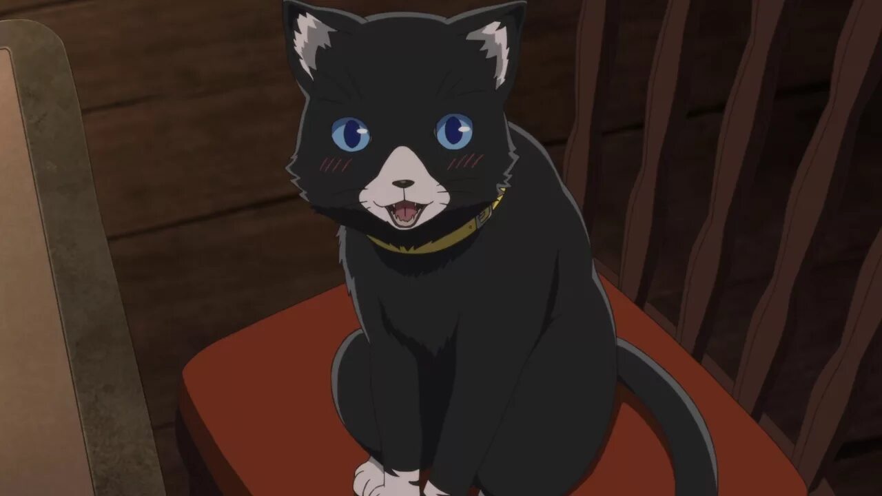 05 cat