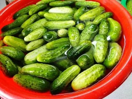 Огурец для бочковой засолки