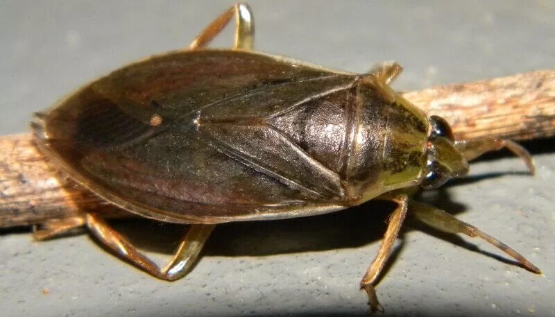 Giant Water Bug - a photo on Flickriver Giants, Bugs, Photo