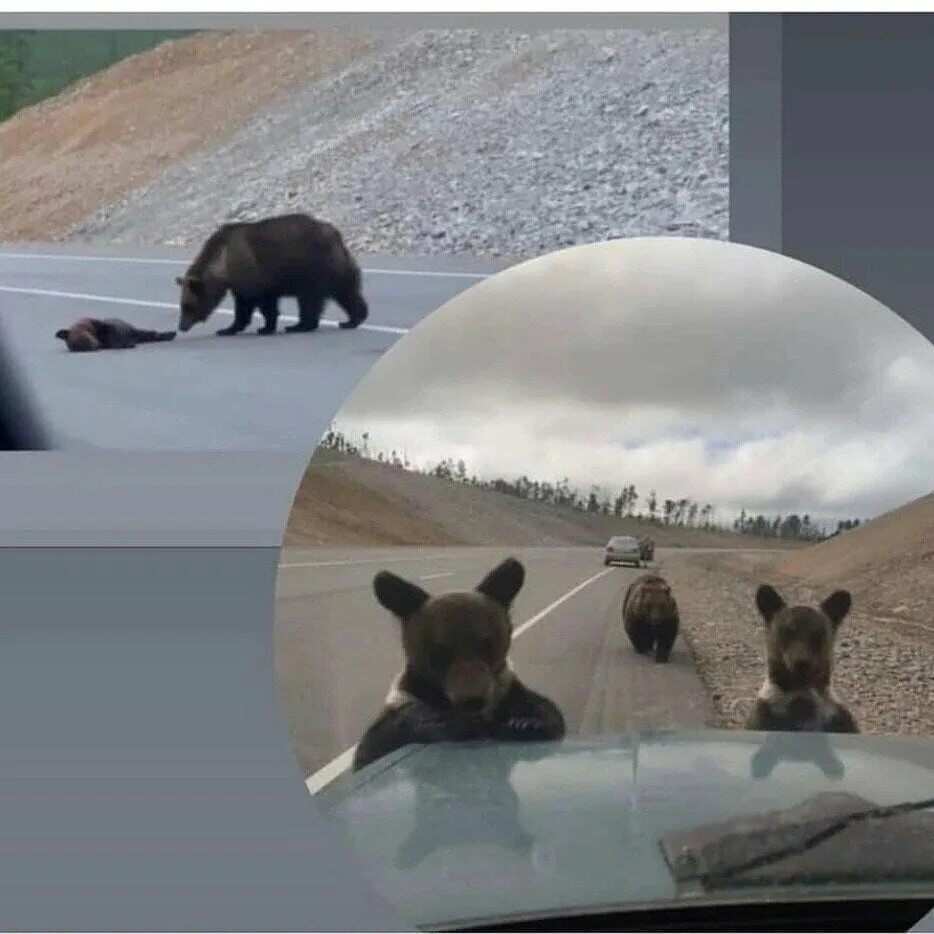 В австралии живут медведи. Медведь на дороге Якутия.