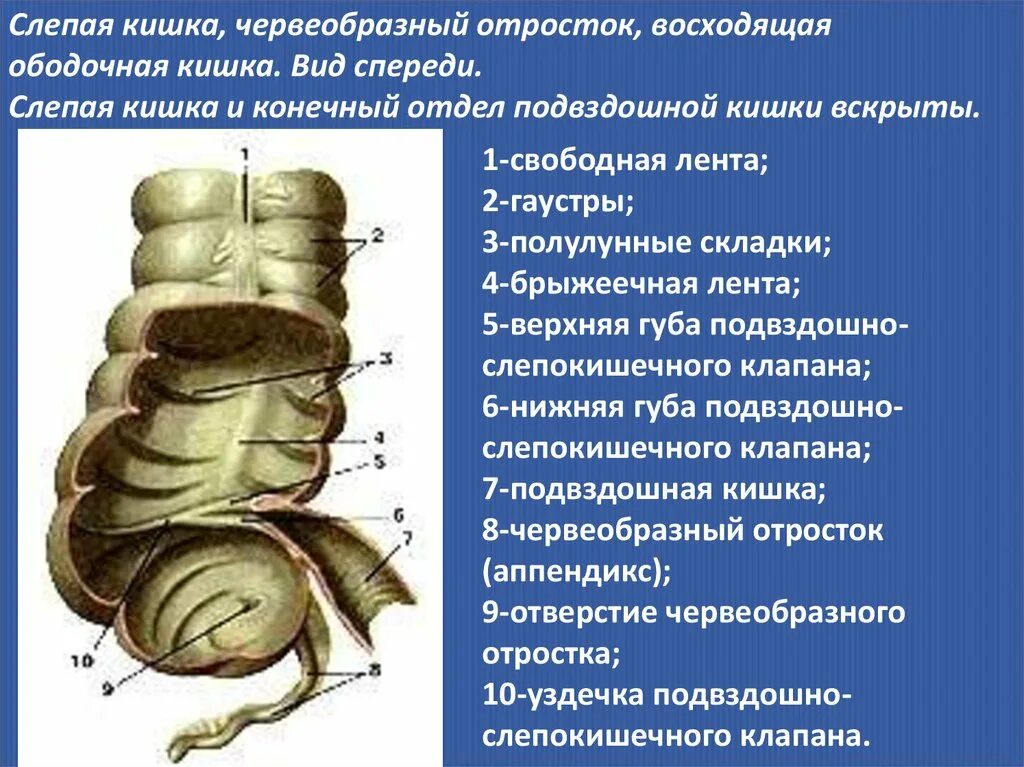 Развитая слепая кишка. Слепая кишка и червеобразный отросток. Строение слепой кишки и червеобразного отростка. Слепая кишка и червеобразный отросток строение. Пищеварительная система слепая кишка.