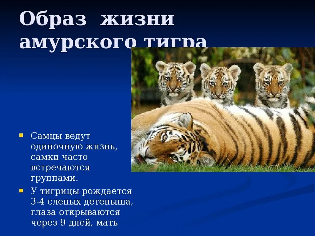 Амурский тигр презентация. Презентация на тему Амурский тигр. Доклад про Амурского тигра. Образ жизни Амурского тигра.