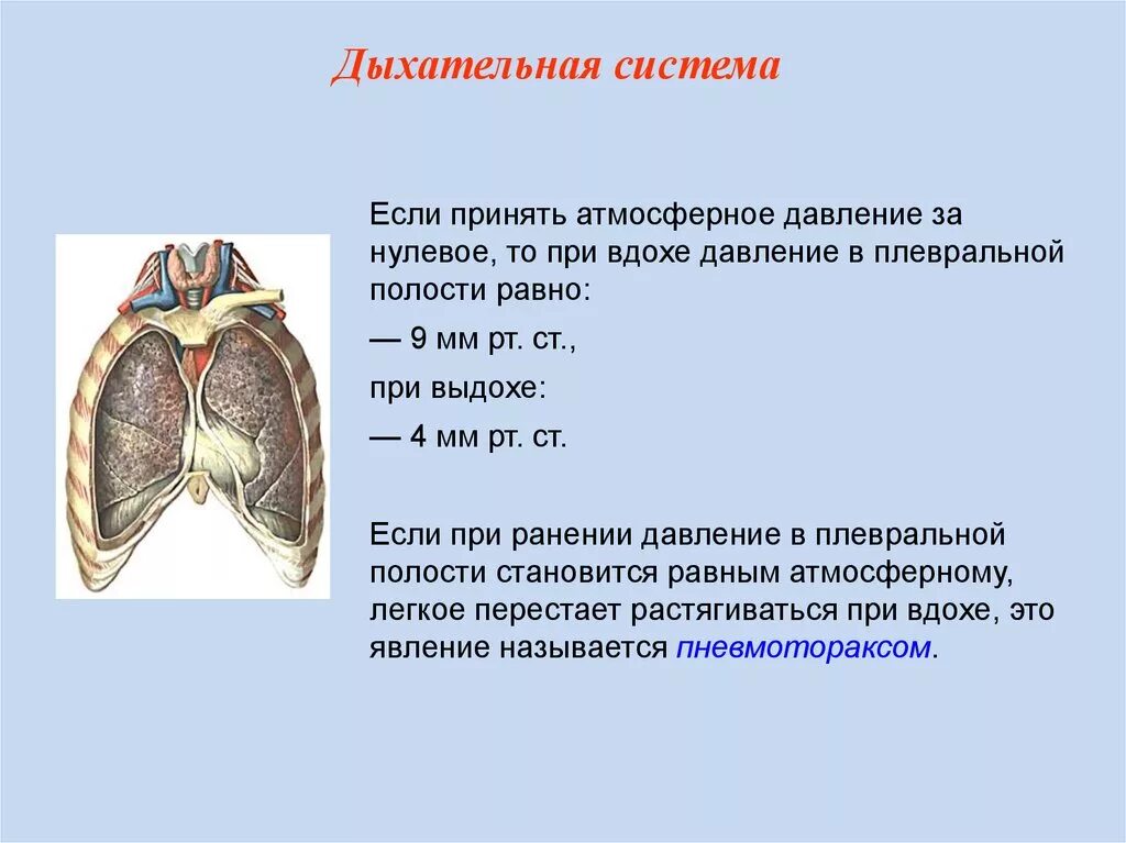 4) Давление в плевральной полости.. Давление в плевральной полости при вдохе. Давление в легких и в плевральной полости. При выдохе давление в плевральной полости.