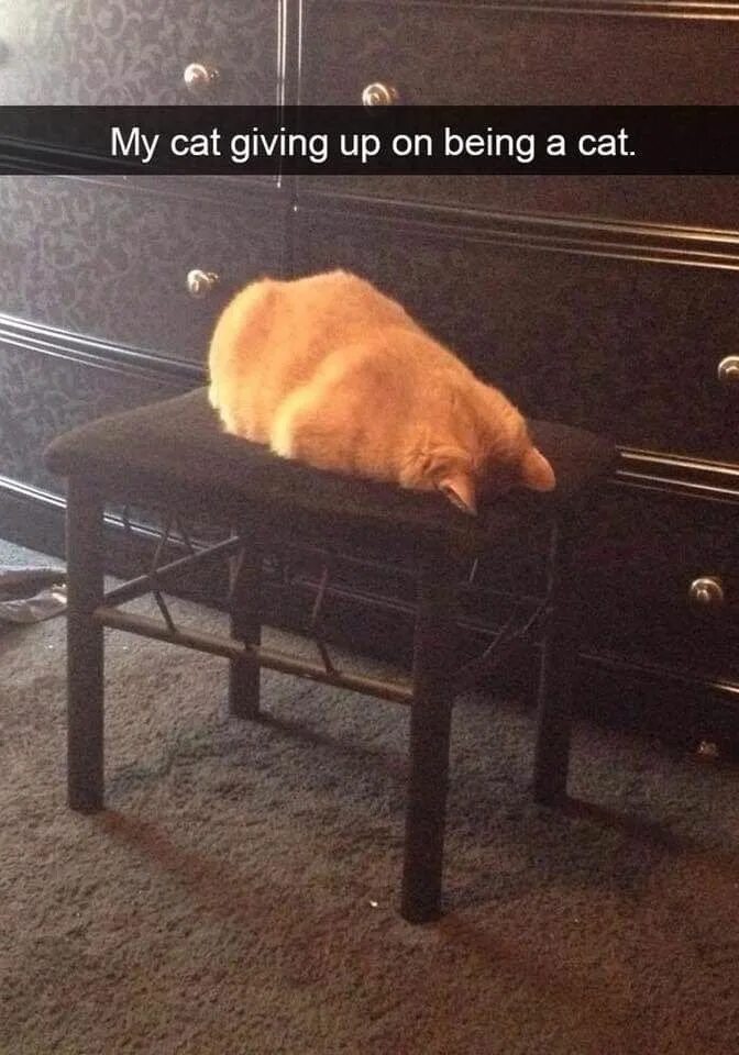 Мем я устал я хочу есть Party cat is done. Cats, Funny animals, Cute animals