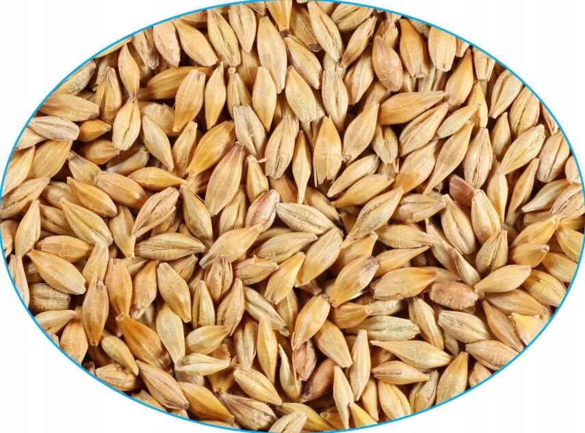 Куплю пшеница ячмень