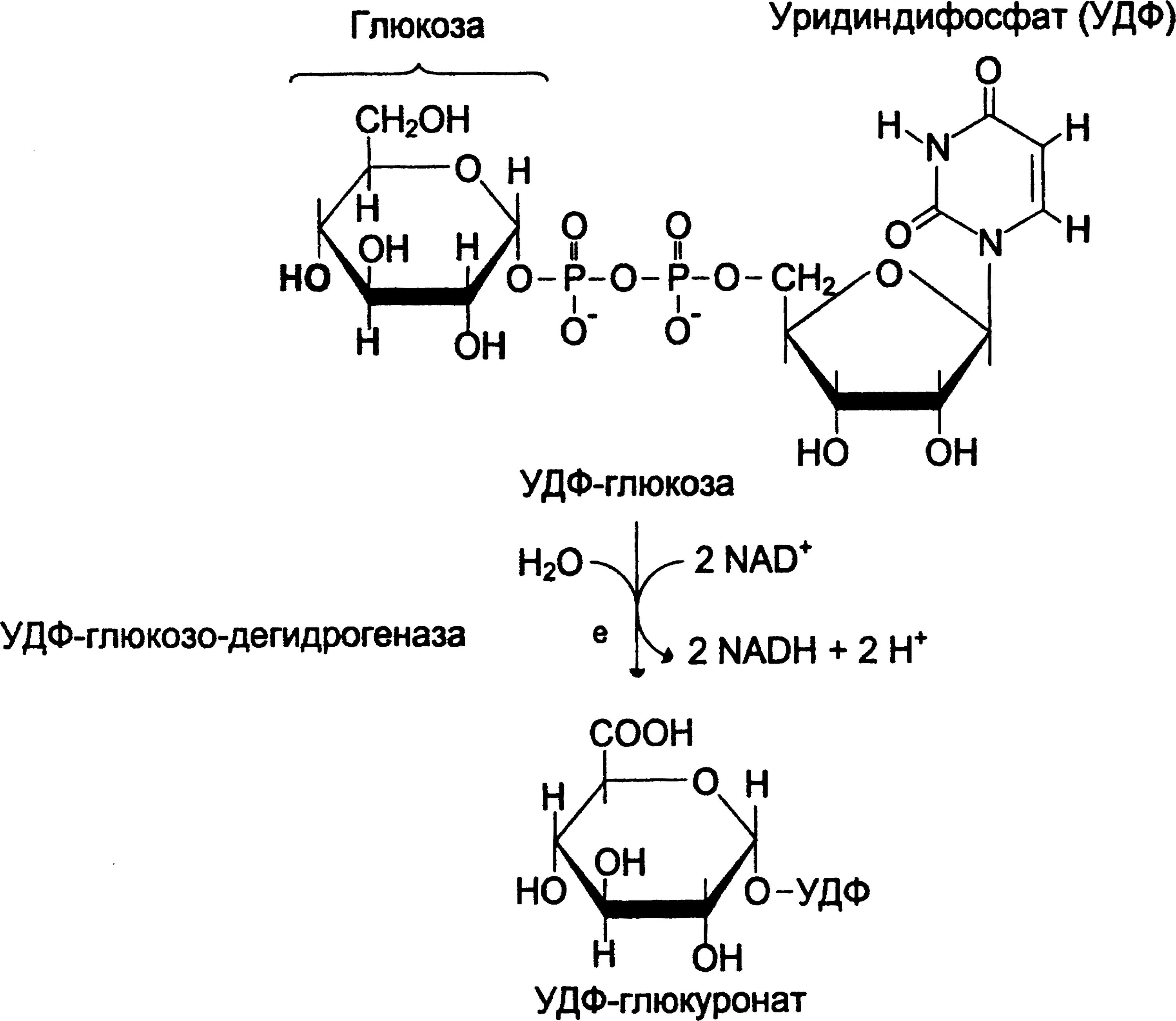 Удф глюкоза. Образование удф глюкуроновой кислоты из глюкозы. удф глюкуроновая кислота синтез. образование глюкуроновой кислоты биохимия. синтез глюкуроновой кислоты из глюкозы.