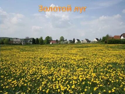 Опиши золотой луг