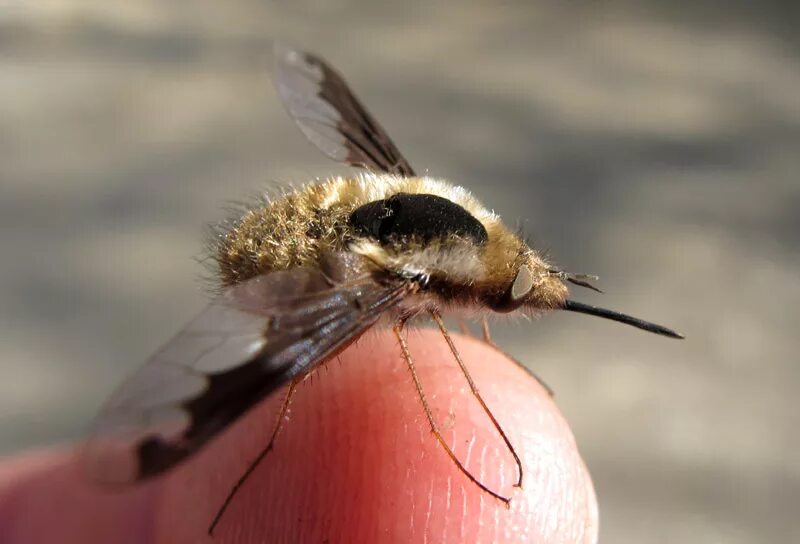 Bee fly. Bee is Fly. Black-tailed Bee Fly. The Fly or the Bee of Napoleon.