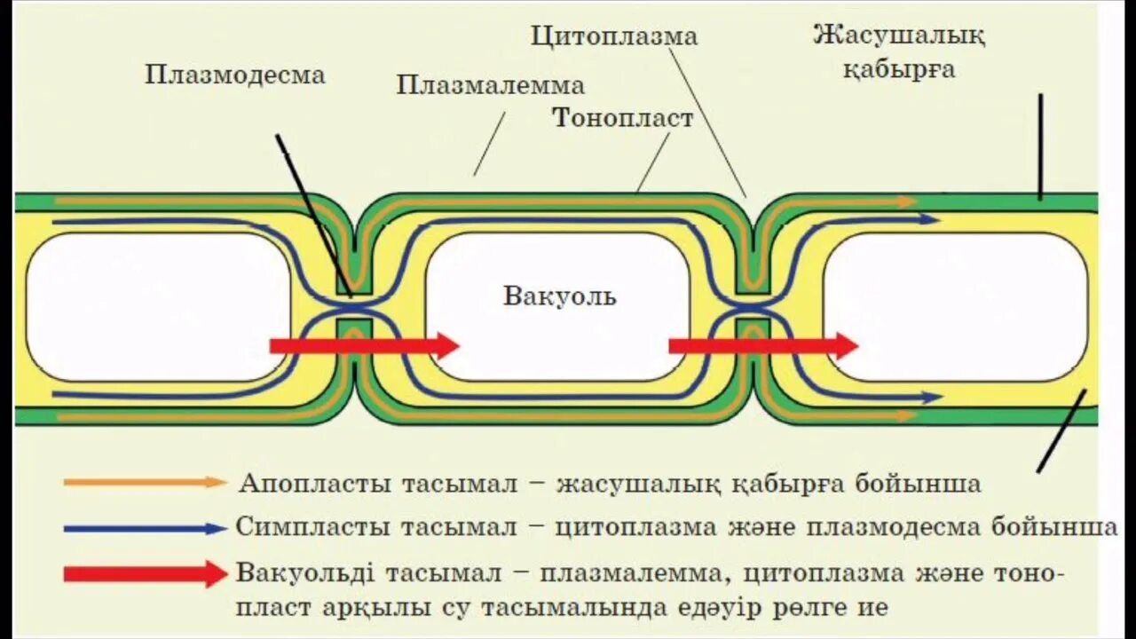 Клеточная стенка растений плазмодесмы. Апопласт и Симпласт. Симпластный Апопластный вакуолярный пути транспорта веществ. Апопластный путь транспорта. Изображенная на рисунке структура участвует