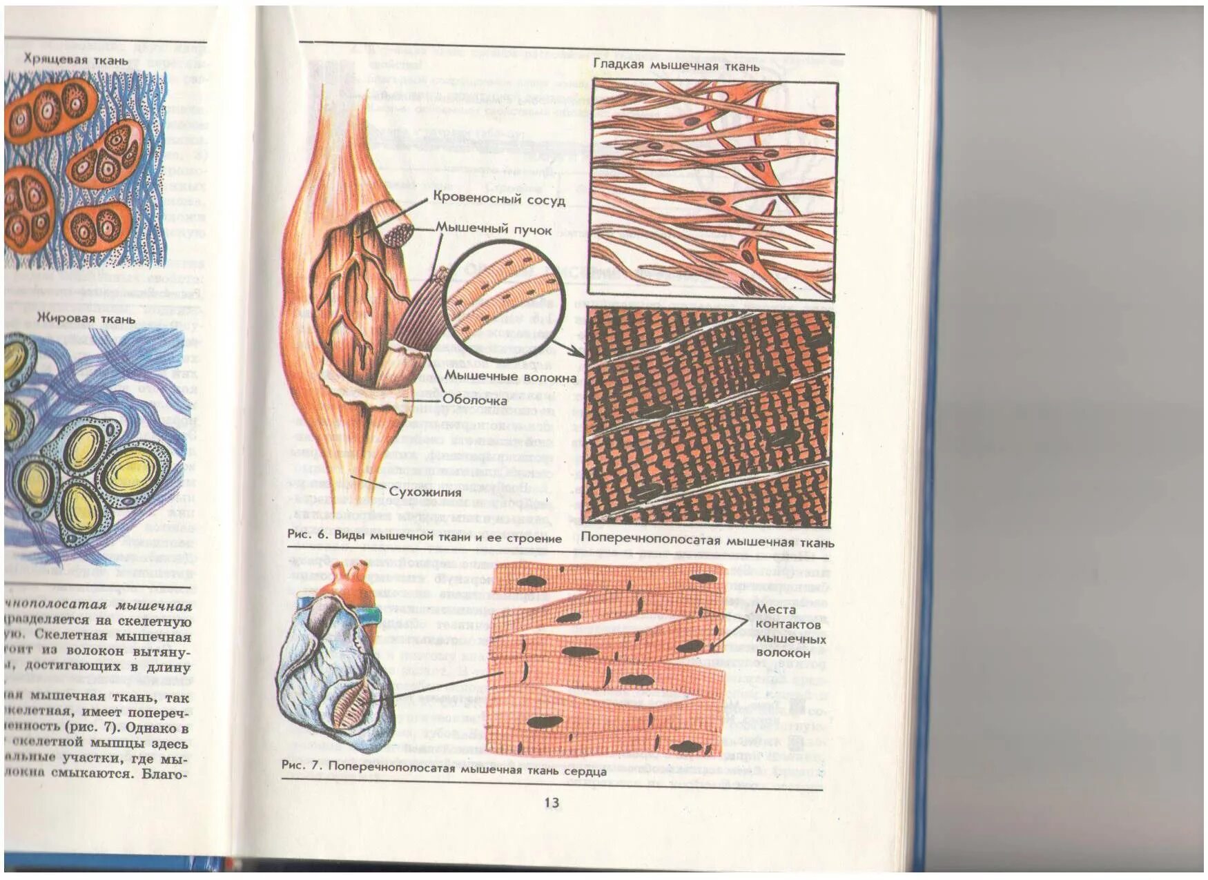 Биология человека егэ. Мышцы человека биология. Мышечная ткань человека рисунок. Мышцы ЕГЭ биология. Мышцы человека ЕГЭ биология.