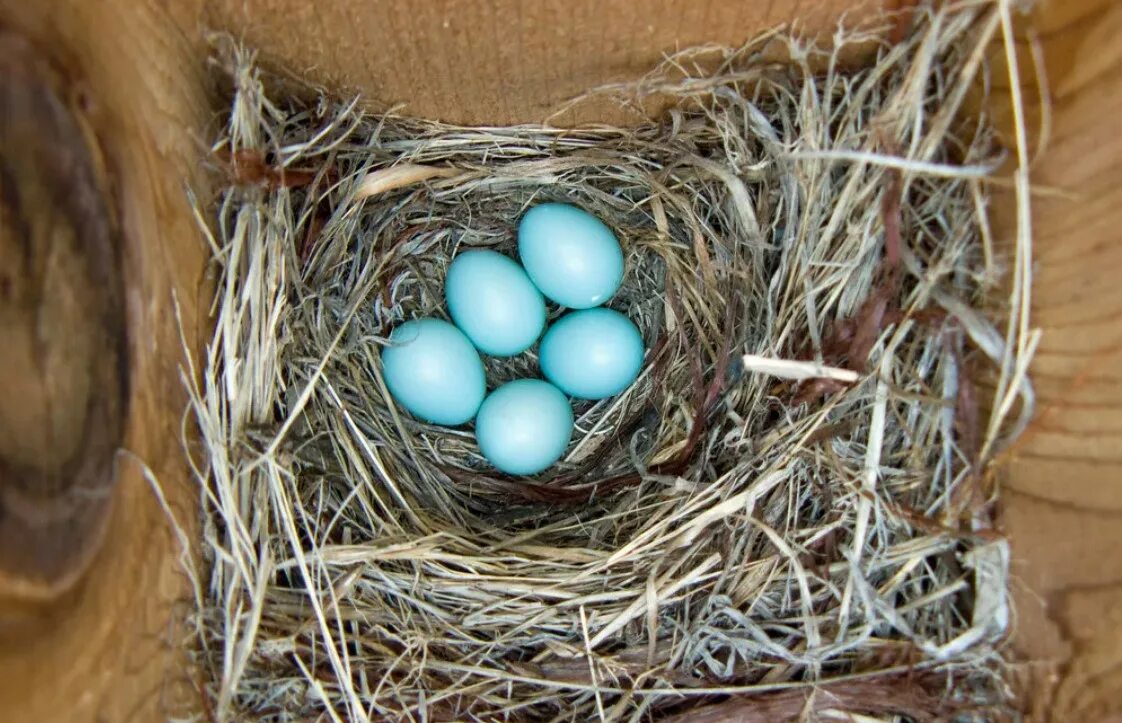 Какого цвета яйца птиц. Голубые яйца дрозда. Яйца скворца в гнезде. Птица с синими яйцами. Синее маленькое яйцо.