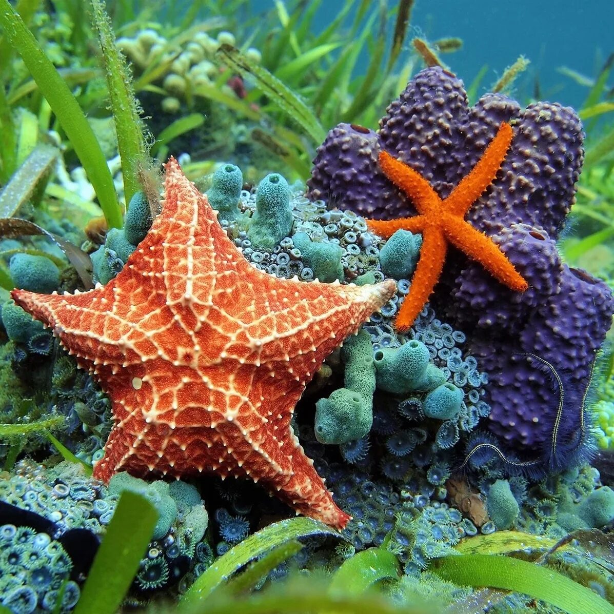 Солястер морская звезда. Иглокожие морские звезды. Морские звезвл. Подводный мир морская звезда.