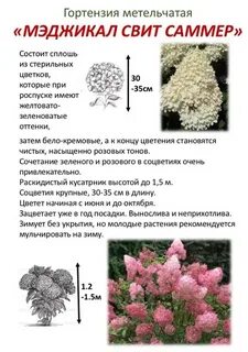 Систематика гортензии
