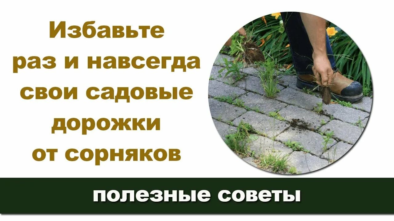 Соль от сорняков. Сорняки на садовых дорожках борьба. Средство от сорняков для дорожек на даче. Средства от травы на дорожках. Средство для борьбы с травой на тротуарной плитке.