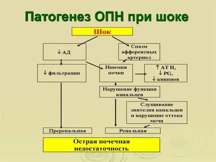 Механизм развития острой почечной недостаточности