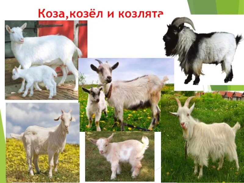 Как отличить козу от козла