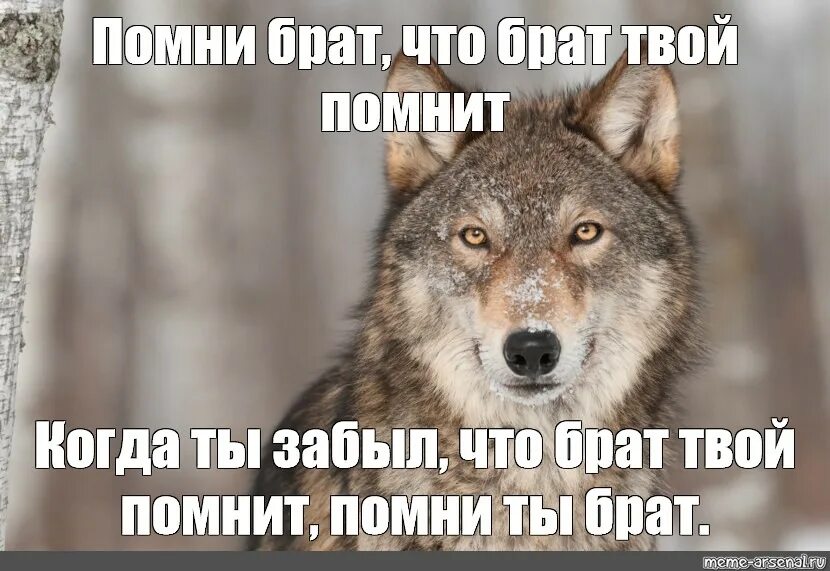 Волк брат. Волк братишка. Брат брату волк. Волчьи братья. Брату брат твой дом