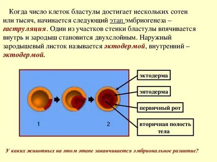 Двухслойный зародыш называют